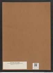 Rhaphoneis sp. (de-Toni-Nr.: Genus 78) Zeichnungen Sammlung Grunow Mappe 03017 (Herbarium_W_Grunow_drawings_Folder_03017)